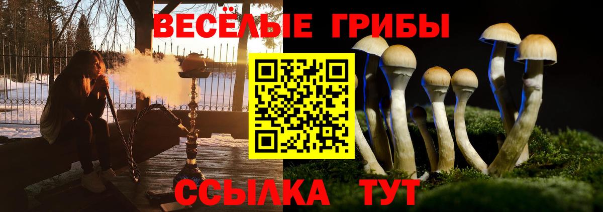 Псилоцибиновые грибы мицелий Кисловодск